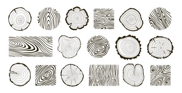 Wooden logs textures. Wood concepts graphics, lumber circles top view. Vintage outline tree rings stumps, cut trees structure racy vector collection Wooden logs textures. Wood concepts graphics, lumber circles top view. Vintage outline tree rings stumps, cut trees structure racy vector collection of wood graphic texture wooden illustration hardwood stock illustrations