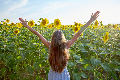 young beautiful girl on a field of sunflowers