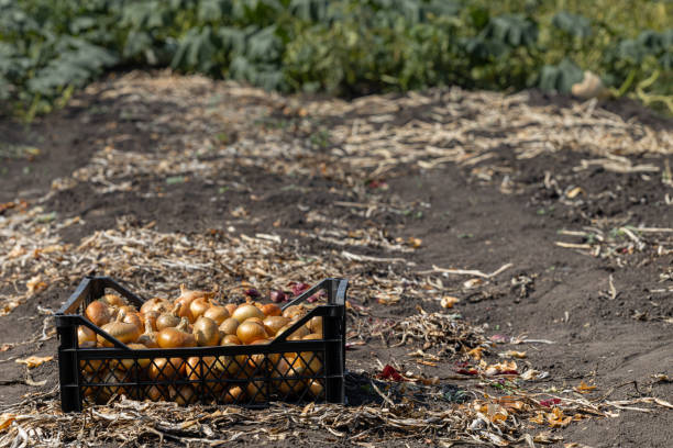 a box with a yellow bow is on the ground. ripe onion