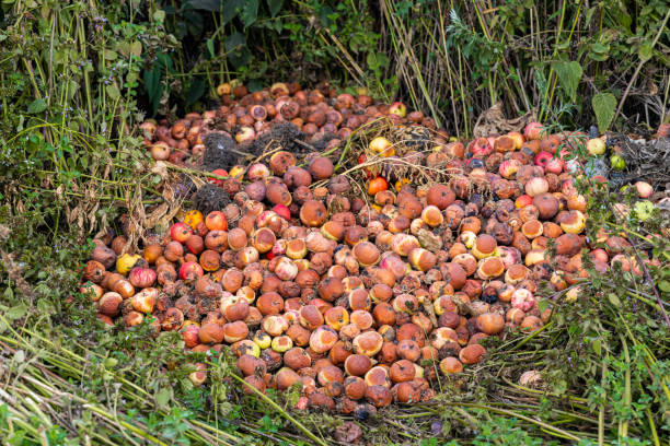 stos zgniłych jabłek leży na ziemi - apple rotting fruit apple tree zdjęcia i obrazy z banku zdjęć