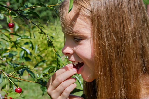 A smiling, positive teenage girl in the garden holds a ripe cherry in her hand and eats it, against the blue sky. Cherry harvesting. A smiling, positive teenage girl in the garden holds a ripe cherry in her hand and eats it, against the blue sky. Cherry harvesting tasting cherry eating human face stock pictures, royalty-free photos & images