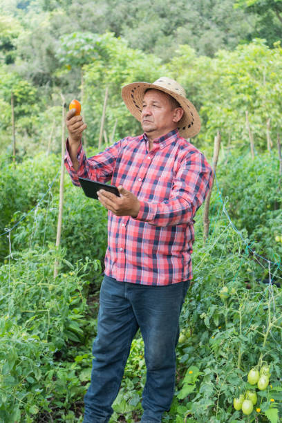 istock Latino man in a tomato plantation 1423035339