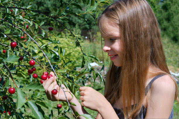 A smiling Caucasian girl picks a ripe cherry berry from a tree in the garden on a sunny day. Harvesting ripe cherries. A smiling Caucasian girl picks a ripe cherry berry from a tree in the garden on a sunny day. Harvesting ripe cherries tasting cherry eating human face stock pictures, royalty-free photos & images