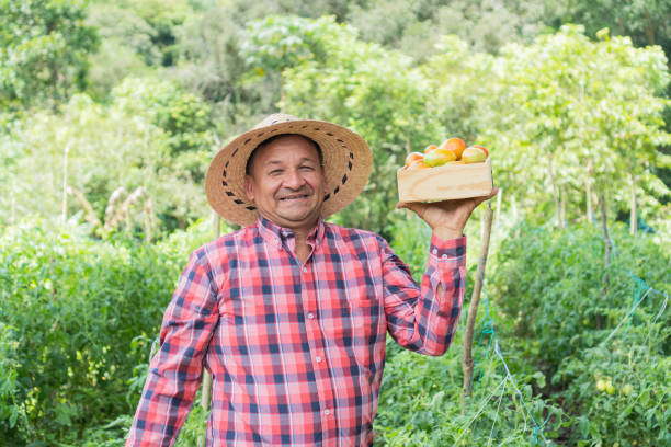 agricultor cosechando tomates orgánicos en el campo en una mañana - farm worker fotografías e imágenes de stock