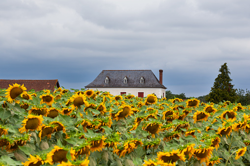 Typical Farmhouse in the Sunflower field at the cloudy sky along the Chemin du Puy, French route of the Way of St James