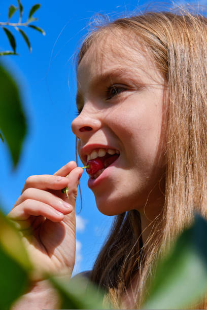 A smiling, positive teenage girl in the garden holds a ripe cherry in her hand and eats it, against the blue sky. Cherry harvesting. A smiling, positive teenage girl in the garden holds a ripe cherry in her hand and eats it, against the blue sky. Cherry harvesting tasting cherry eating human face stock pictures, royalty-free photos & images