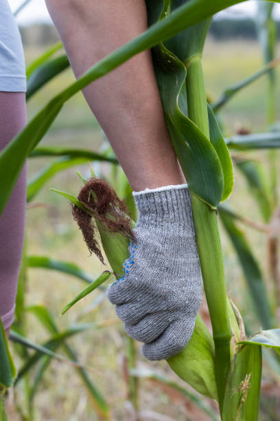 istock hand plucks a cob of fresh corn 1423036524