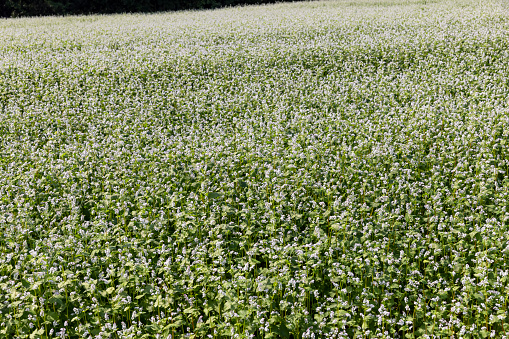 Agricultural field where buckwheat blooms , a large number of buckwheat plants during flowering in the field