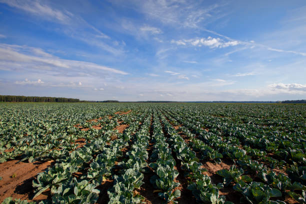 istock An agricultural field where white cabbage is grown 1423036776