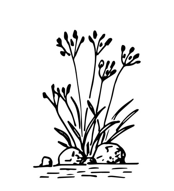 ilustraciones, imágenes clip art, dibujos animados e iconos de stock de dibujo vectorial de contorno negro simple dibujado a mano. arbusto de hierba silvestre, flores. piedras y agua, plantas de lagos y ríos. boceto en tinta. - riverbank marsh water pond