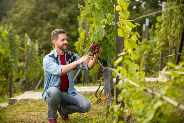 wine maker cut grapes with gardening scissors, grape.