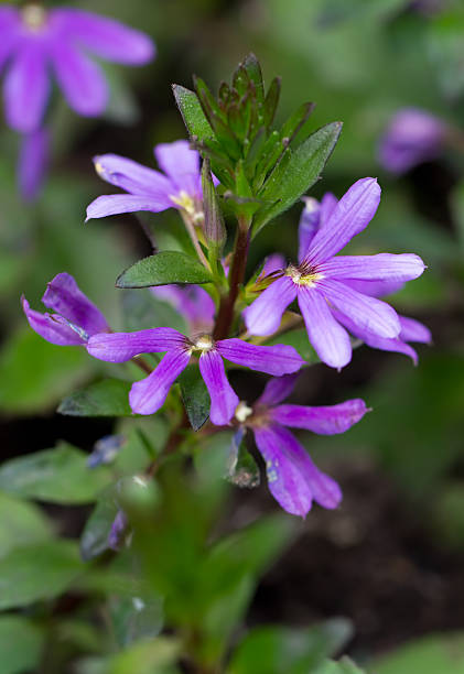 common fan-blume (lat. scaevola aemula - caulis stock-fotos und bilder