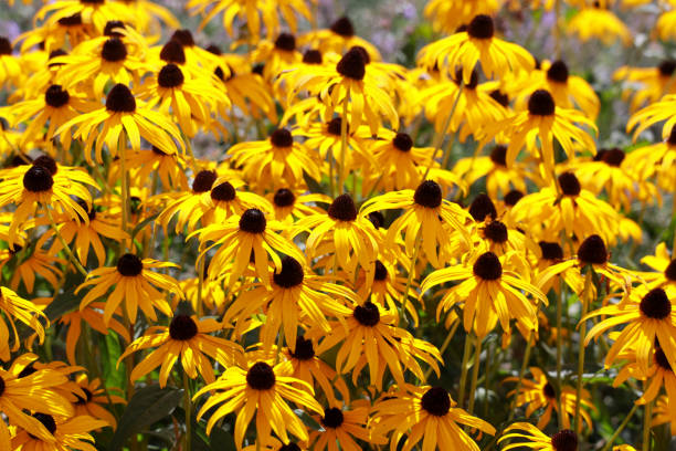 istock Rudbeckia yellow with black flowerhead 1423044829
