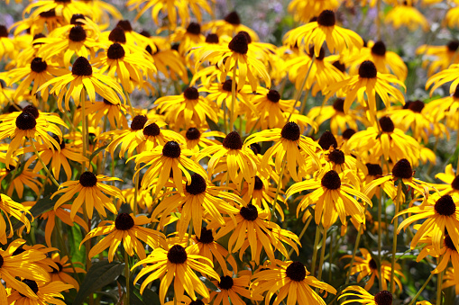 Rudbeckia yellow with black flowerhead in public gardens in the Netherlands