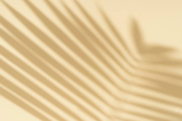 istock Palm shadow on an empty light wall. Tropical sunny background for presentation of beauty products, spa, cosmetics. Overlay effect. 1423047889