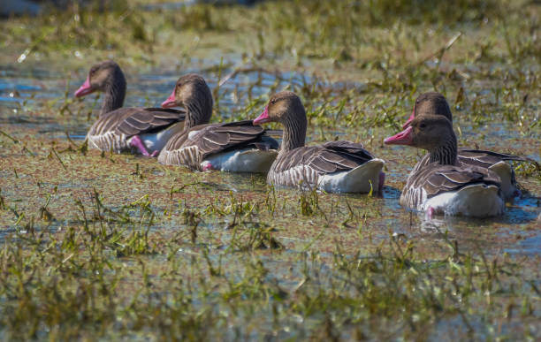 Greylag goose a migratory bird in Bharatpur national park stock photo