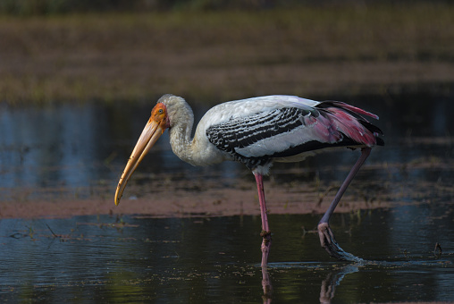 Indian Painted stork or Mycteria Leucocephala in Keoladeo national park also known as Bharatpur bird sanctuary in Rajasthan