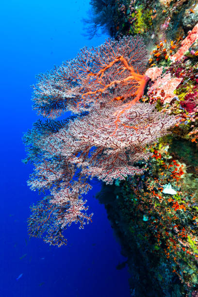 istock Beautiful Soft Coral Fan Siphonogorgia godeffroyi at a Drop-off in Palau 1423050730