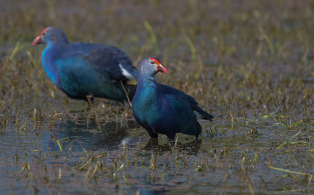Grey headed swamphen or purple moorhen in a wetland in Bharatpur bird sanctuary stock photo