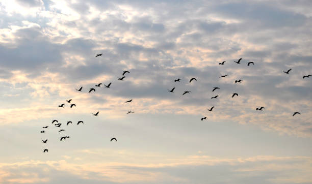 istock A flock of storks flying 1423051635