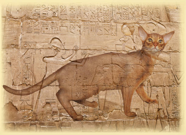 istock Abyssinian cat close-up 1423053508