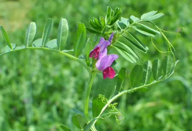 Vetch sowing (Vicia sativa) grows on a farm field