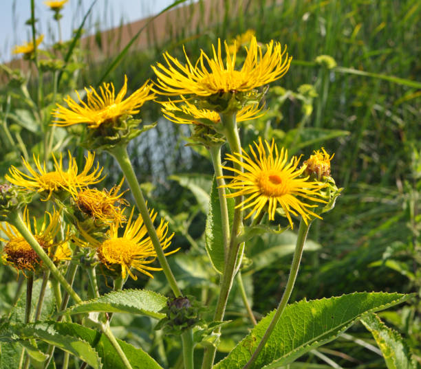 Inula helenium grows in the wild The valuable medicinal plant inula helenium grows in the wild inula stock pictures, royalty-free photos & images