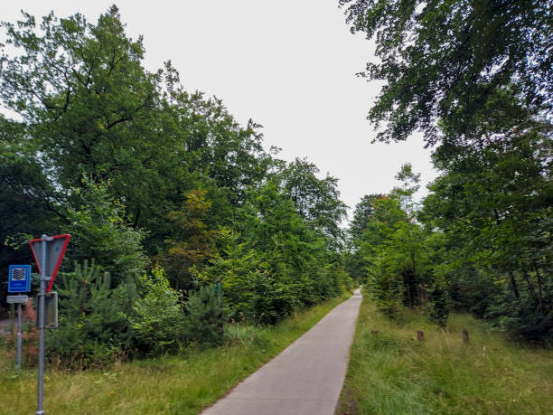 istock Roads and colorful leaves between trees on the Veluwe 1423056511