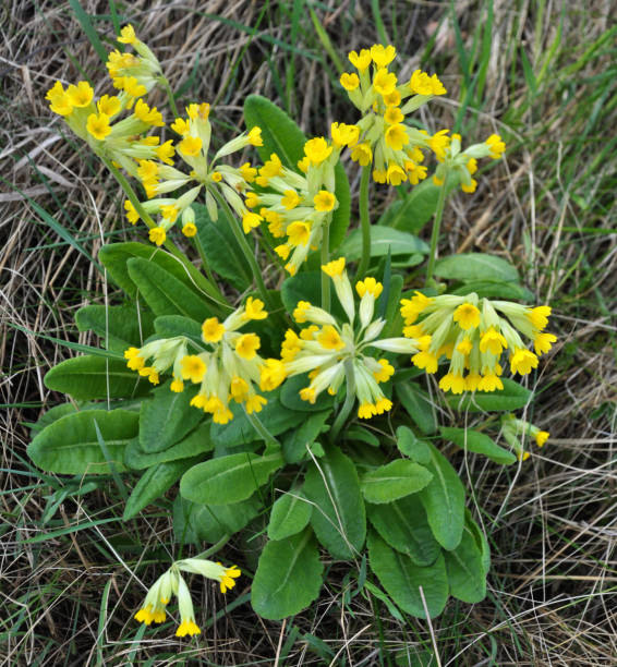 istock In spring, primrose (Primula veris) blooms in nature 1423056848