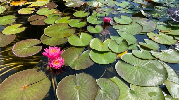 istock Lotus Water Lily Lake Pond 1423056946