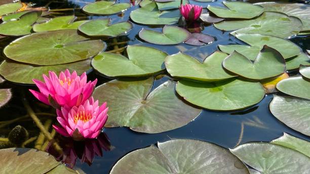 stagno del lago lotus water lily - lotus single flower water lily water foto e immagini stock