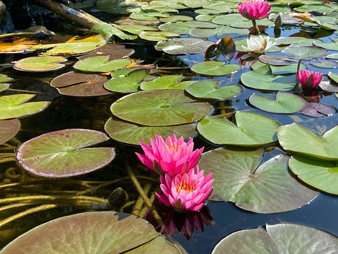 Lotus on a pond