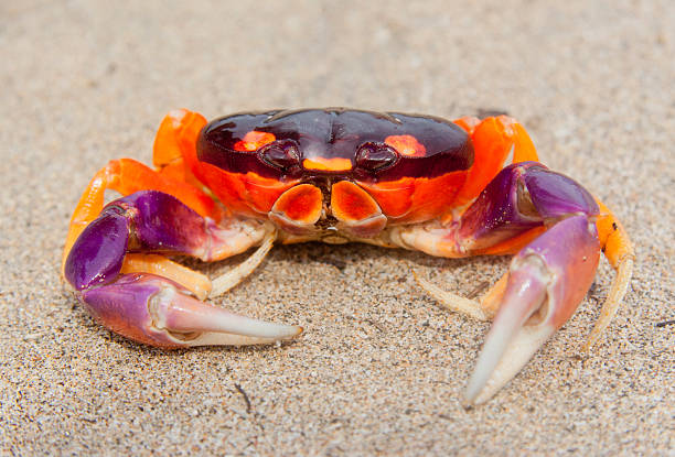 Tropical Land Crab in Costa Rica - Gecarcinus lateralis in Tamarindo, Guanacaste Province, Costa Rica