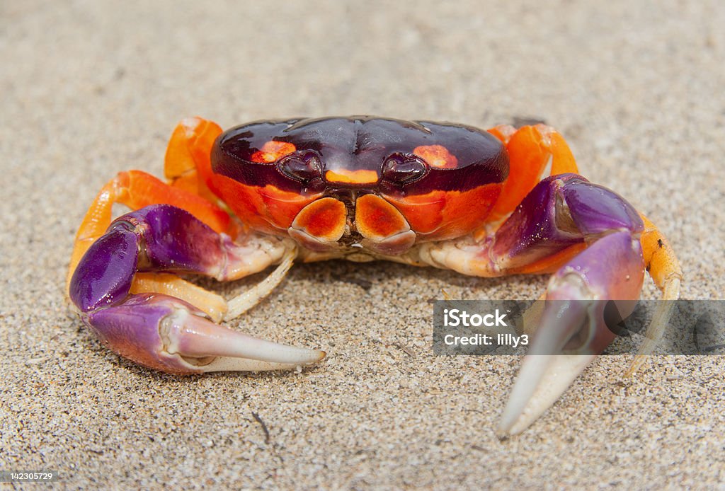 Tropikalny Land Crab w Costa Rica - Zbiór zdjęć royalty-free (Plaża)
