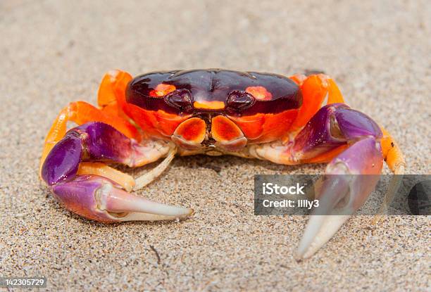 Tropikalny Land Crab W Costa Rica - zdjęcia stockowe i więcej obrazów Plaża - Plaża, Wysadźcie Krab, Ameryka Łacińska