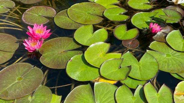 istock Lotus Water Lily Lake Pond 1423057523