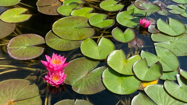 istock Lotus Water Lily Lake Pond 1423057549
