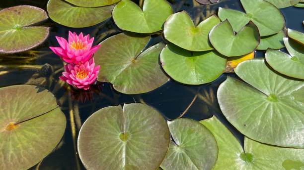istock Lotus Water Lily Lake Pond 1423058153