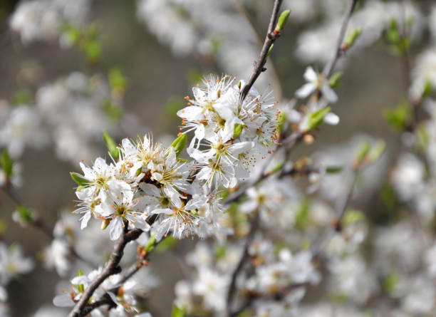 istock In spring, the blackthorn blooms in nature 1423058717