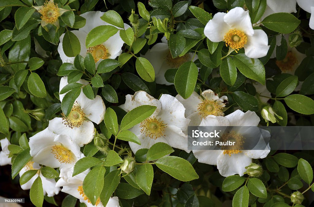 Cherokee Rose Cherokee Rose is native to China, but it has naturalized througout the southeast. Became Georgia's office state flower on august 18, 1916. Georgia - US State Stock Photo