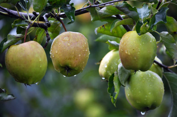 istock On the branches of a tree yellow apples mature 1423060549