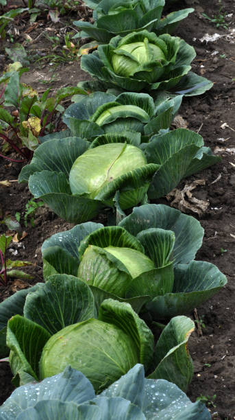 istock Heads of white cabbage on a garden site 1423060597