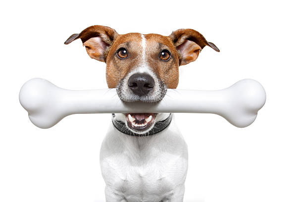 Dog with white bone in his mouth