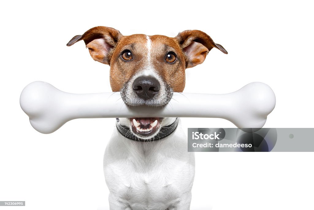Собака с белый костяной - Стоковые фото Собака роялти-фри