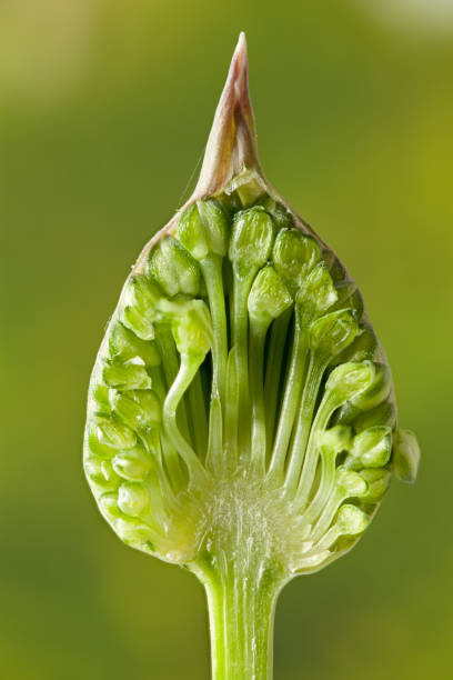 Inside an allium flower bud close up stock photo