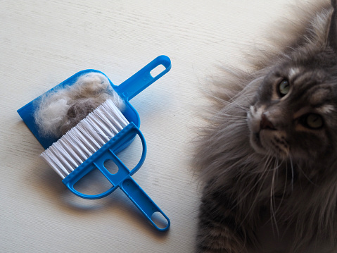 The hair after molting the cat is collected in a dustpan with a brush. Cleaning cat hair at home. Pet love and hygiene and cleanliness in the house