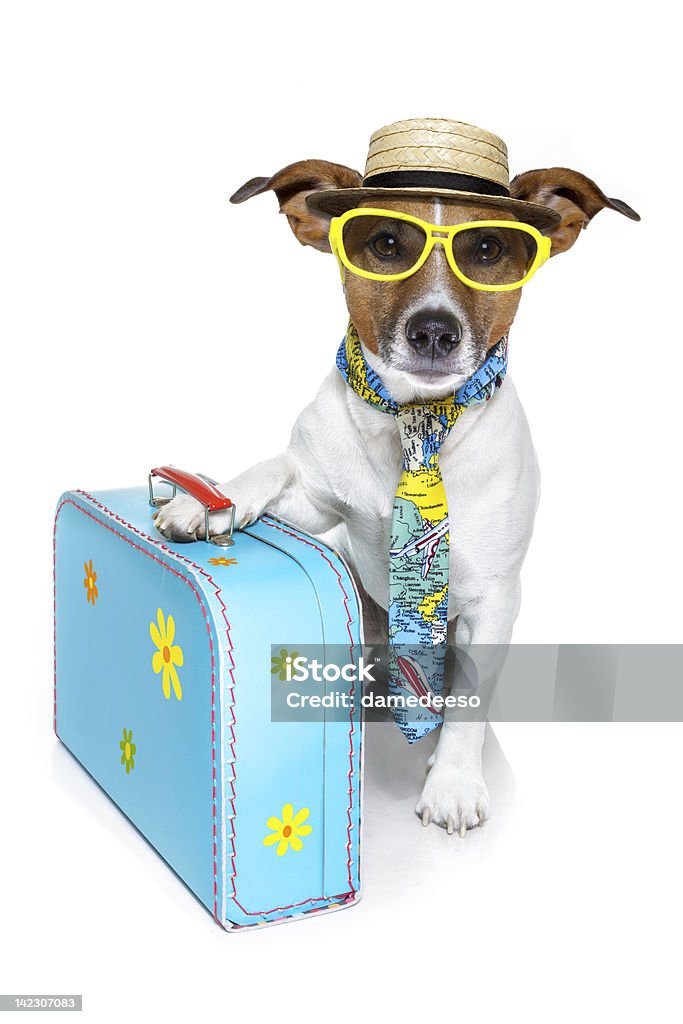 Chien avec lunettes de soleil et sac - Photo de Jaune libre de droits