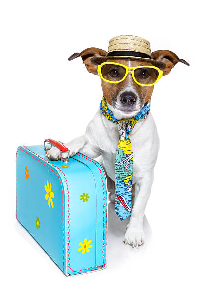 istock Dog with sunglasses and suitcase 142307083
