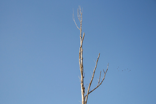 Withered tree. Withered tree branch. Drought. Global warming.
