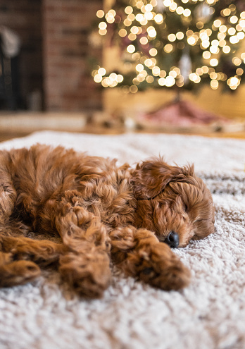 A puppy is sleeping in front of the Christmas tree